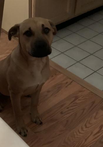 Lost Male Dog last seen Crawfordsville road and country club , Indianapolis, IN 46214