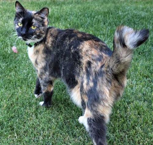 Lost Female Cat last seen 6th Drive & West Villa Rita Drive, Phoenix, AZ 85023