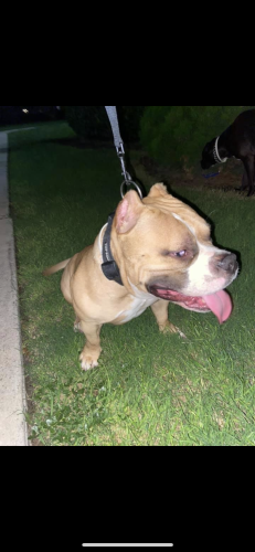 Lost Male Dog last seen Pinn rd Westfield San Antonio to 78227 , San Antonio, TX 78227