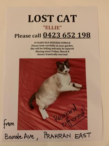 Lost Female Cat last seen High Street, Banole Avenue , Prahran, VIC 3181