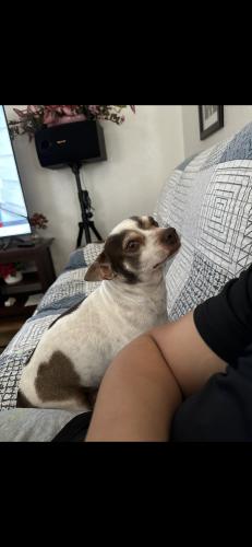 Lost Male Dog last seen Louise Ave and N. Union Rd, Valley Christian Fellowship, Manteca, CA 95336