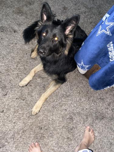 Lost Male Dog last seen Loop 1604, San Antonio, TX 78245