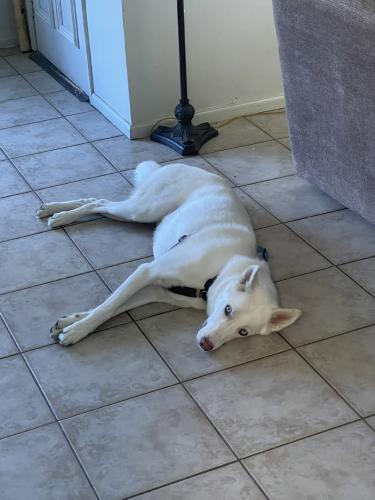 Lost Male Dog last seen Near South and 300 West, Salt Lake City, UT 84101