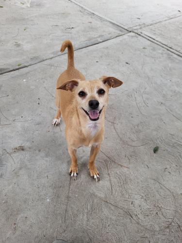 Lost Female Dog last seen River Road apmts, Corona, CA 92878