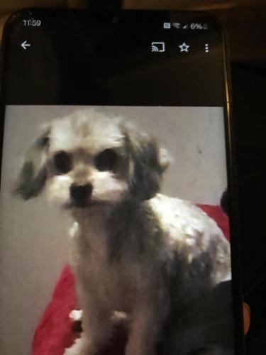Lost Male Dog last seen Near Chiman, Phoenix, AZ 85041
