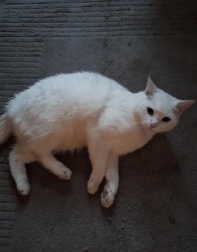Lost Female Cat last seen Lime Square Openshaw , Openshaw, England M11 1BW