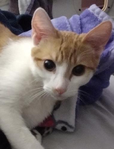 Lost Male Cat last seen Quick Mart on Westacre Rd and West Capital Ave, West Sacramento, CA 95691