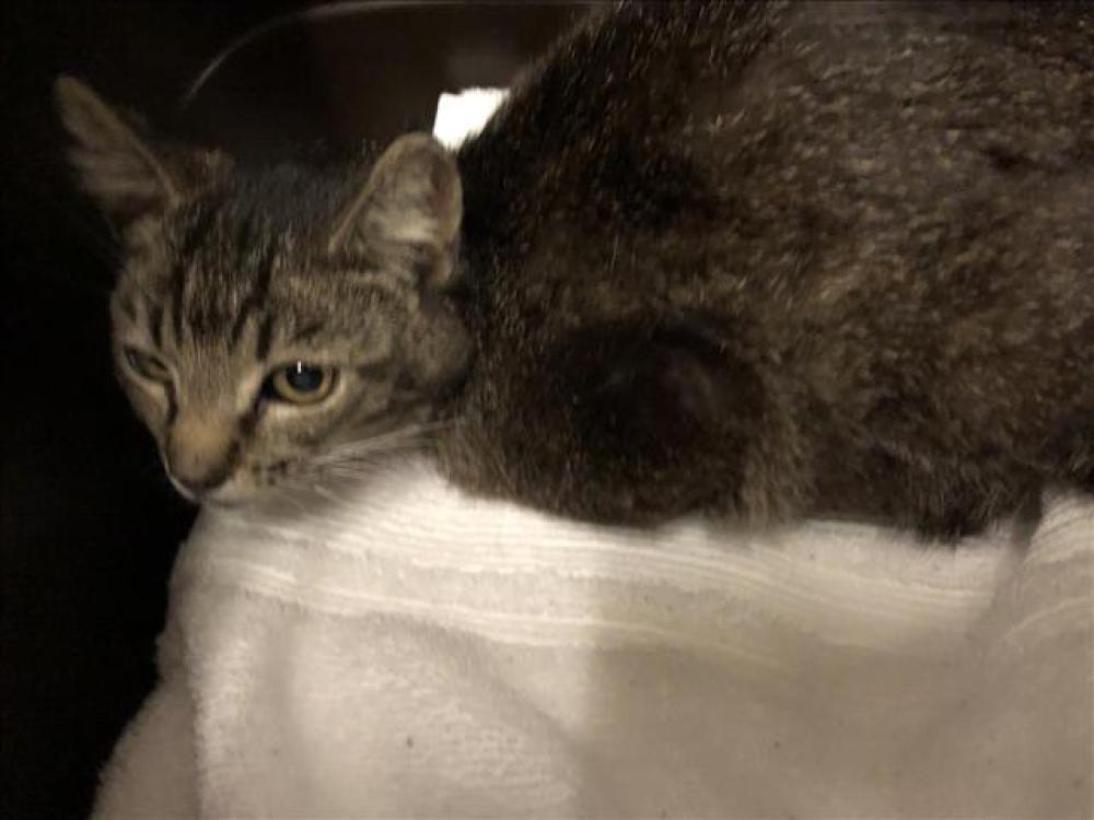 Shelter Stray Female Cat last seen Near BLK CORONADO AVE, LONG BEACH 90804, Long Beach, CA 90815