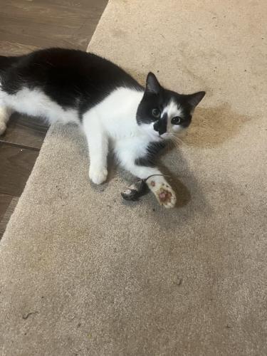 Lost Female Cat last seen Holiday rd , Cookeville, TN 38501