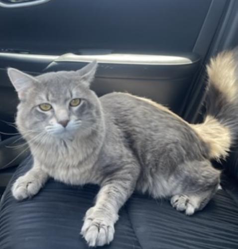 Lost Male Cat last seen Flamingo and McLeod, Las Vegas, NV 89121
