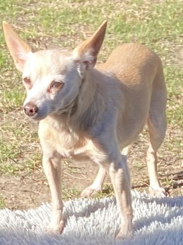 Lost Female Dog last seen $ 250 Reward Pacific Coast Highway and Atlantic near Car Wash, Long Beach, CA 90806