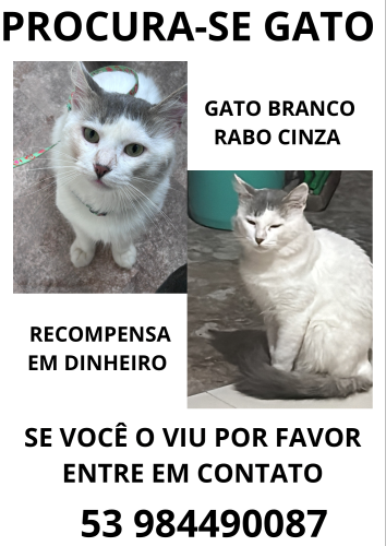 Lost Male Cat last seen Rua João Jacob Bainy, Py Crespo, RS 96065-620