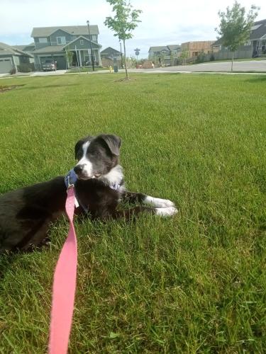 Lost Female Dog last seen Spano Park 177th Huron, Broomfield, CO 80023