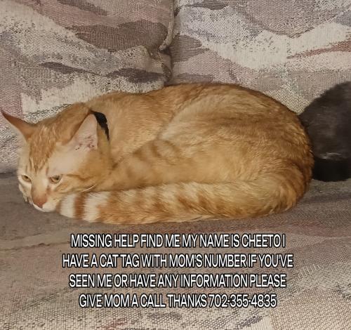 Lost Male Cat last seen Lake mead Blvd & Tonopah, Las Vegas, NV 89106