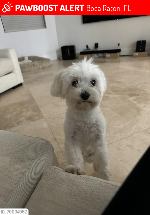 Lost Male Dog last seen We are in the Oaks of boca raton, Boca Raton, FL 33496