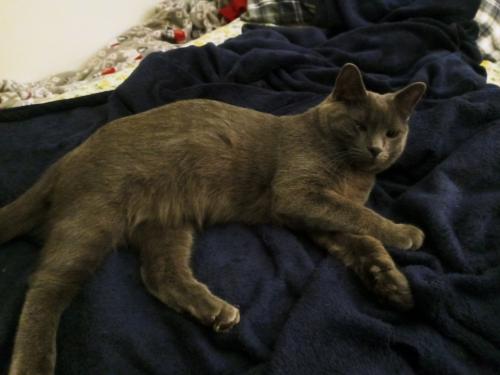 Lost Female Cat last seen Near w atkinson ave milwaukee wi 53206, Milwaukee, WI 53206