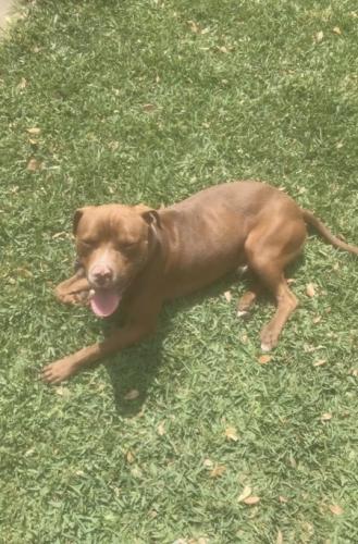 Lost Male Dog last seen Olin and O’Day Rd., Pearland, TX 77581