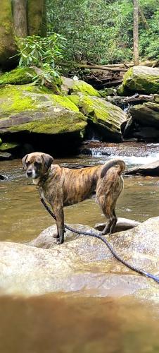Lost Male Dog last seen Pennsylvania ave and William st, Dunnellon, FL 34432