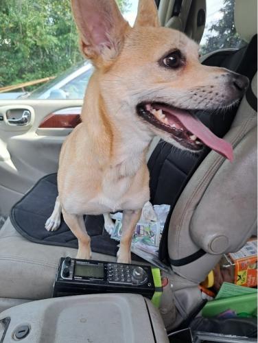 Found/Stray Male Dog last seen Williams, Orange City, FL 32763