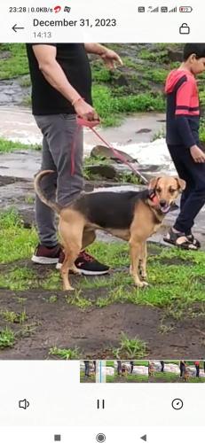 Lost Female Dog last seen Kavesar Anandnagar Bus Depot Ghodbunder Road Thane 400615, Thane, MH 