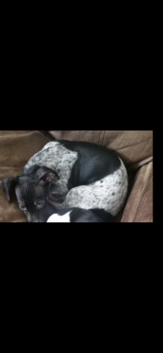 Lost Female Dog last seen Shaver & Pampa St, Pasadena, TX 77504