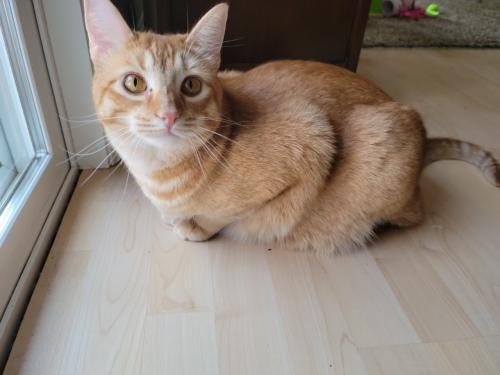Lost Male Cat last seen Near Colima Road, Rowland Heights, CA 91748