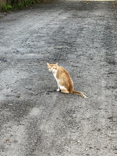 Found/Stray Unknown Cat last seen 8th street sanford alley, Sanford, FL 32771