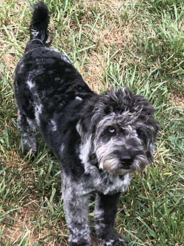 Lost Male Dog last seen Icard dairy barn rd and spaniel st, Icard, NC 28612