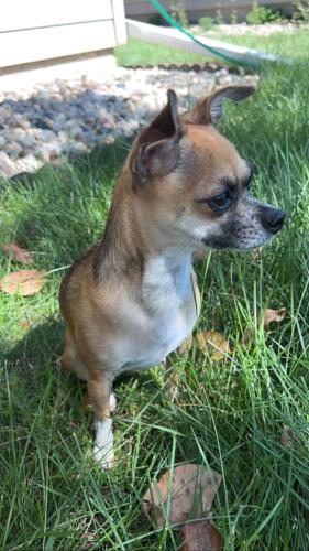 Lost Female Dog last seen Marion community MHC, Sioux Falls, SD 57107