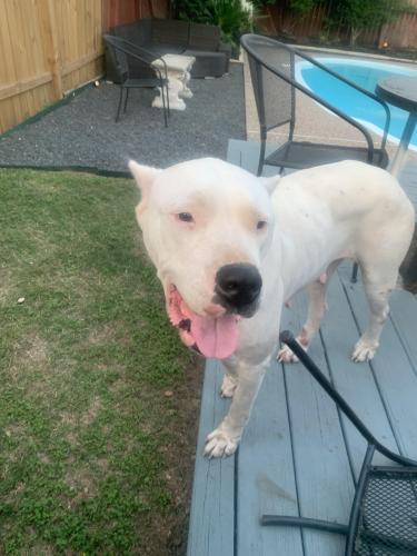 Lost Female Dog last seen Near and Walters, Houston, TX 77068