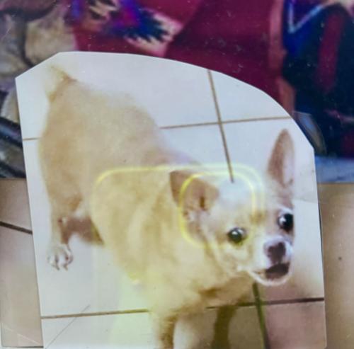 Lost Female Dog last seen Alden and Palm by the c, Kissimmee, FL 34741