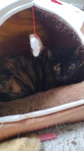 Lost Female Cat last seen Bach Dr, Leander, TX 78641