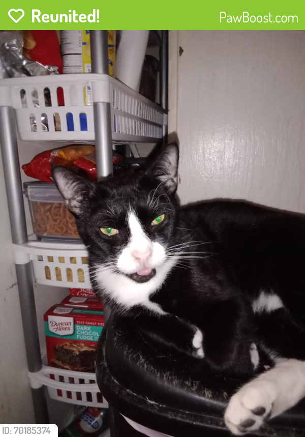 Reunited Male Cat last seen Jerusalem Ave and Division , Hicksville, NY 11801
