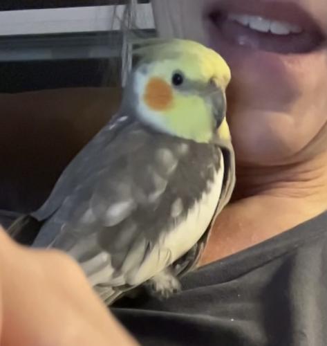 Lost Male Bird last seen 104th Ave. and 63rd St., Kenosha, WI 53142