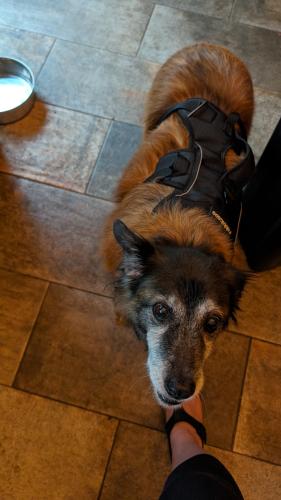 Lost Female Dog last seen 92nd and 35th, Seattle, WA 98115