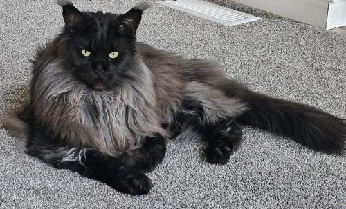Lost Male Cat last seen Copeland Road near Melwood Rd/White Cloud Rd, Allegheny Township, PA 15690