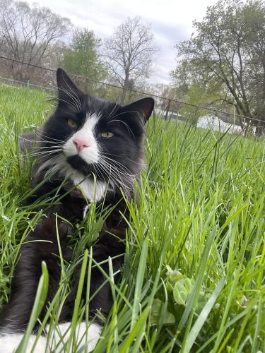 Lost Male Cat last seen Near and Dequindre, Madison Heights, MI 48071