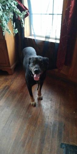 Lost Male Dog last seen Near southeast 40 th st, Oklahoma City, OK 73112
