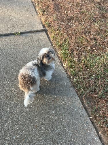 Lost Female Dog last seen Foxdale Dr Houston TX 77084, Houston, TX 77084