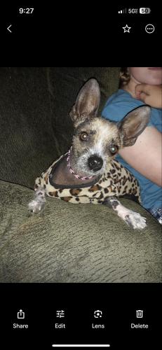 Lost Female Dog last seen 30th w ave M, Los Angeles County, CA 93551