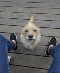 Lost Male Dog last seen Lobeila Dr, waxwing Dr, Petworth ct, hunt rd, Reading, OH 45236