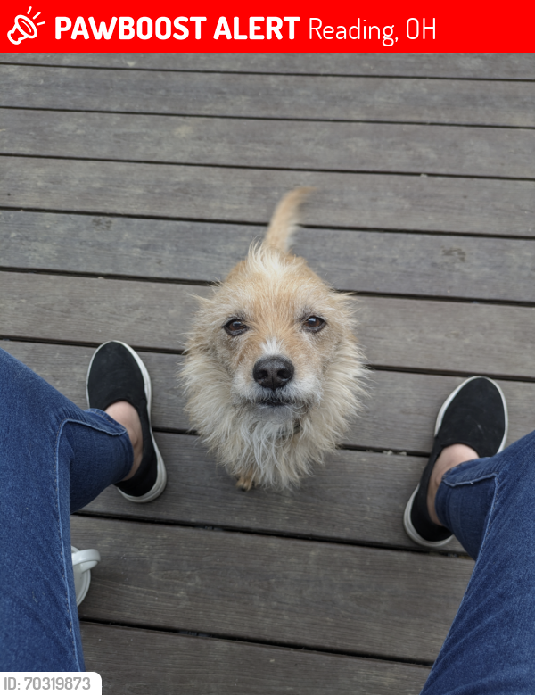 Lost Male Dog last seen Lobeila Dr, waxwing Dr, Petworth ct, hunt rd, Reading, OH 45236