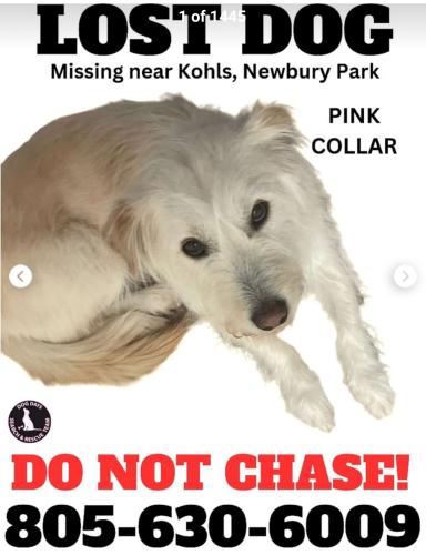 Lost Female Dog last seen Newbury rd and borchard near smart and final, Thousand Oaks, CA 91320