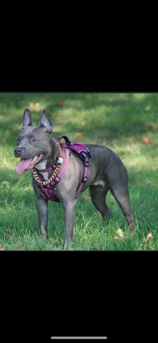 Lost Female Dog last seen The Retreat apmts, Greensboro, NC 27407