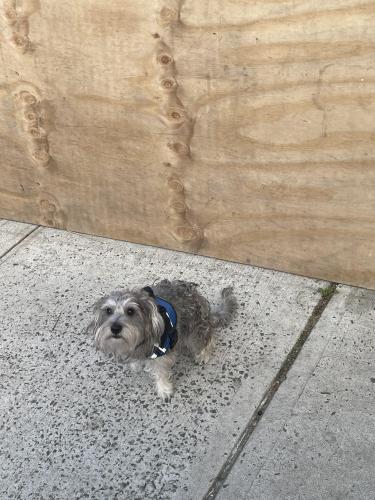 Lost Male Dog last seen East tremont and Webster , The Bronx, NY 10457