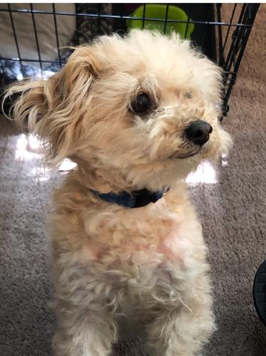 Lost Male Dog last seen Main ave and justice st, Sacramento, CA 95838