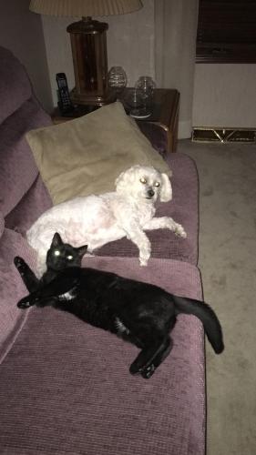 Lost Female Cat last seen Broadview road, St, Columbe Church , Cleveland, OH 44134