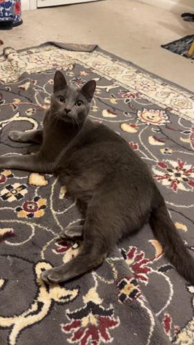 Lost Male Cat last seen Near balfour dr, Archdale, NC 27263