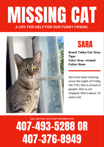 Lost Female Cat last seen Semoran Blvd , Orlando, FL 32807