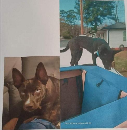 Lost Female Dog last seen Lincoln st, Cramerton, NC 28032